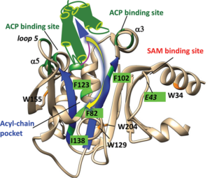 Graphic of ACP enzyme flip