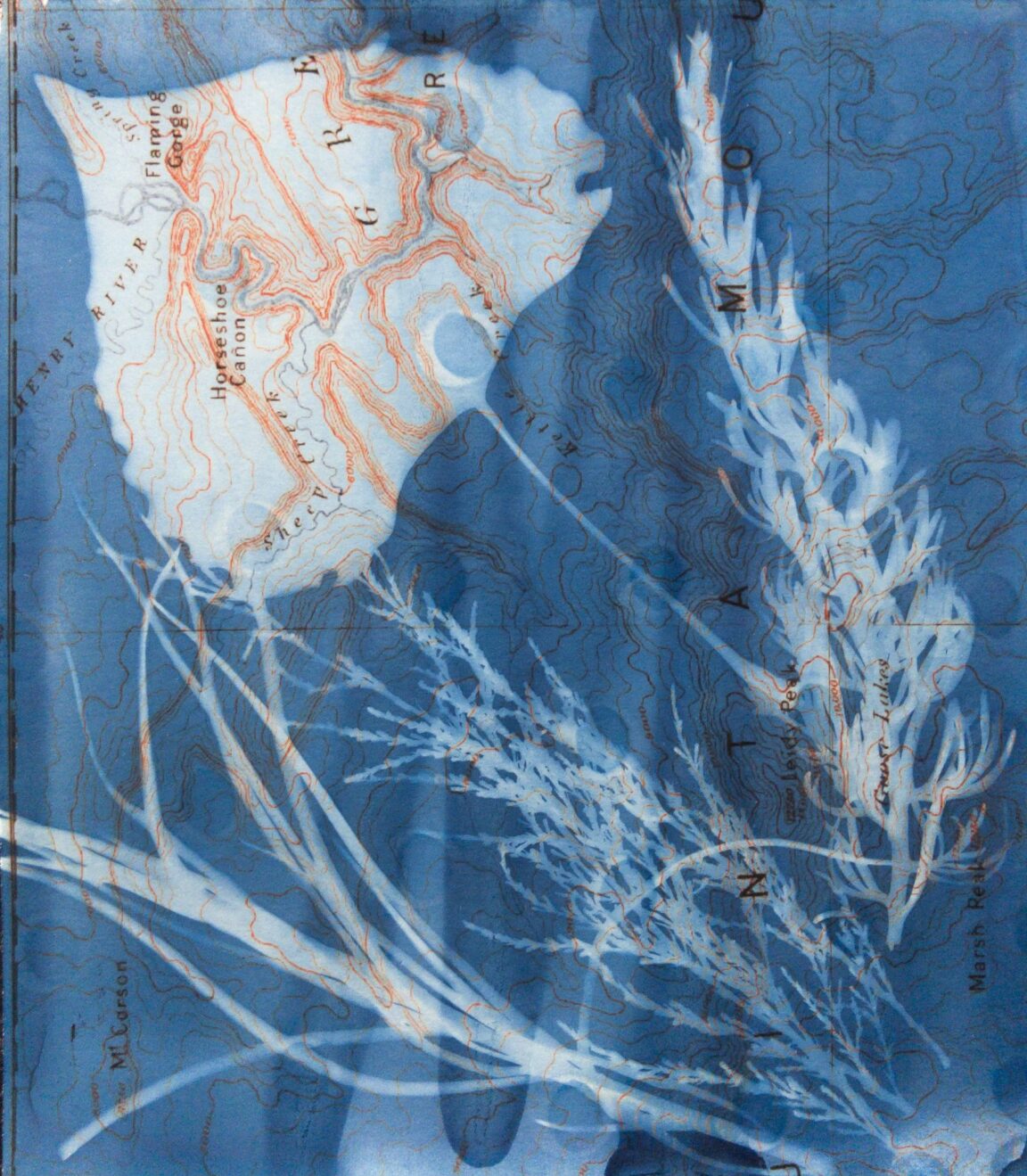 Cyanotype of a leaf over a map