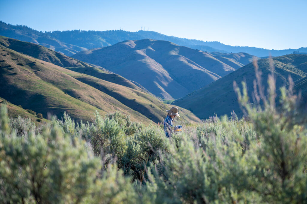 Researcher collecting sagebrush samples in foothills, photo showcases the beautiful landscape